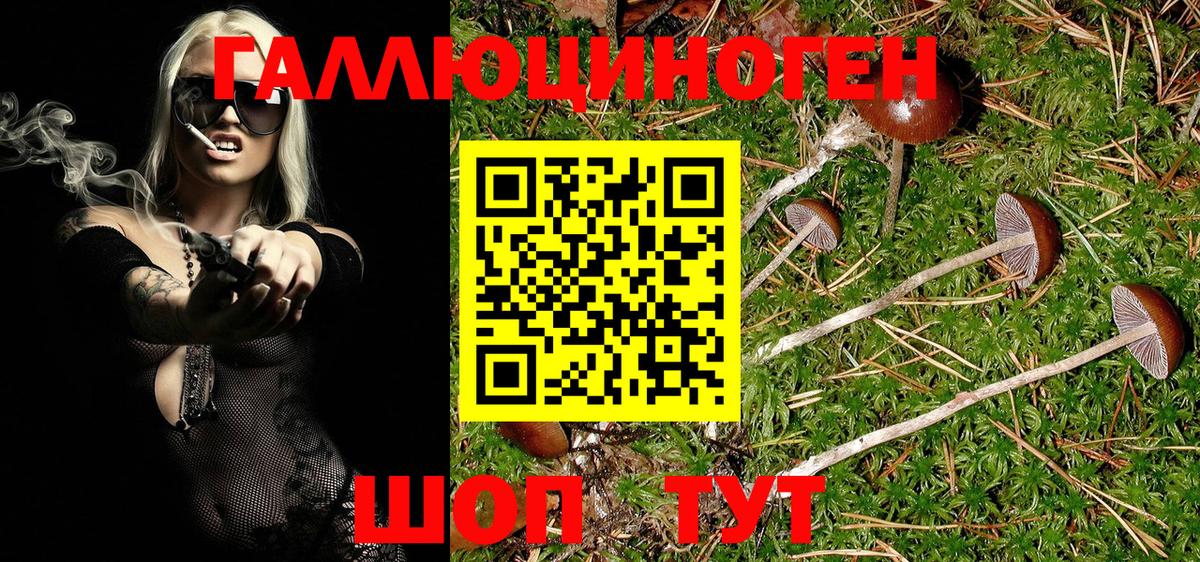Псилоцибиновые грибы Psilocybe Каменск-Шахтинский